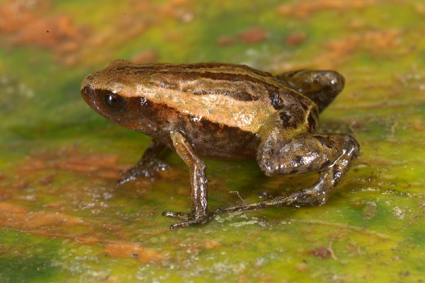 Noblella pygmaea 